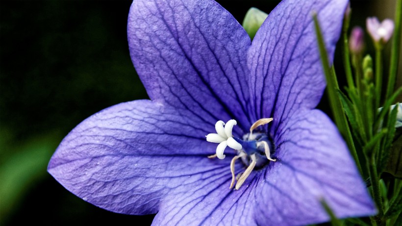 点击大图看下一张：蓝紫色的桔梗花图片
