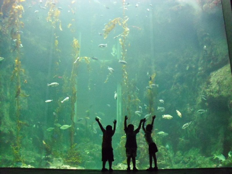 点击大图看下一张：奇妙的水族馆图片