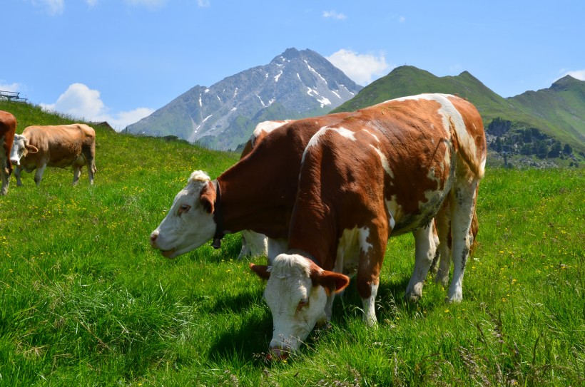 点击大图看下一张：草地上的奶牛图片