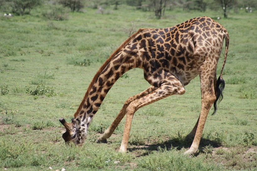 点击大图看下一张：草原上野生的长颈鹿图片