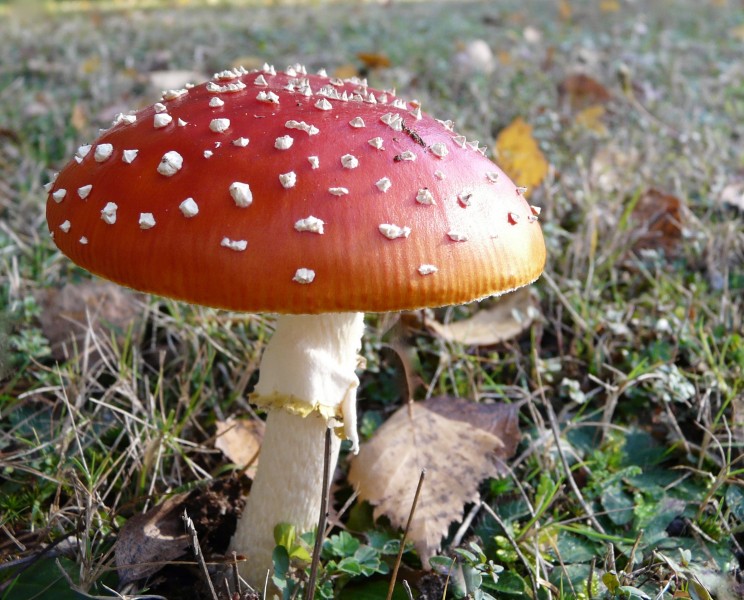 点击大图看下一张：颜色鲜艳的毒蘑菇图片