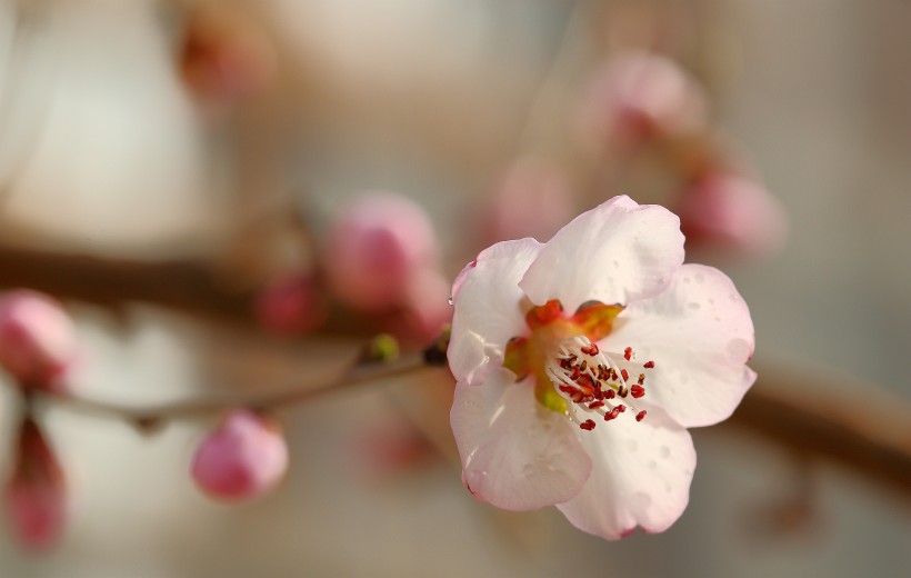 点击大图看下一张：美丽的山桃花图片