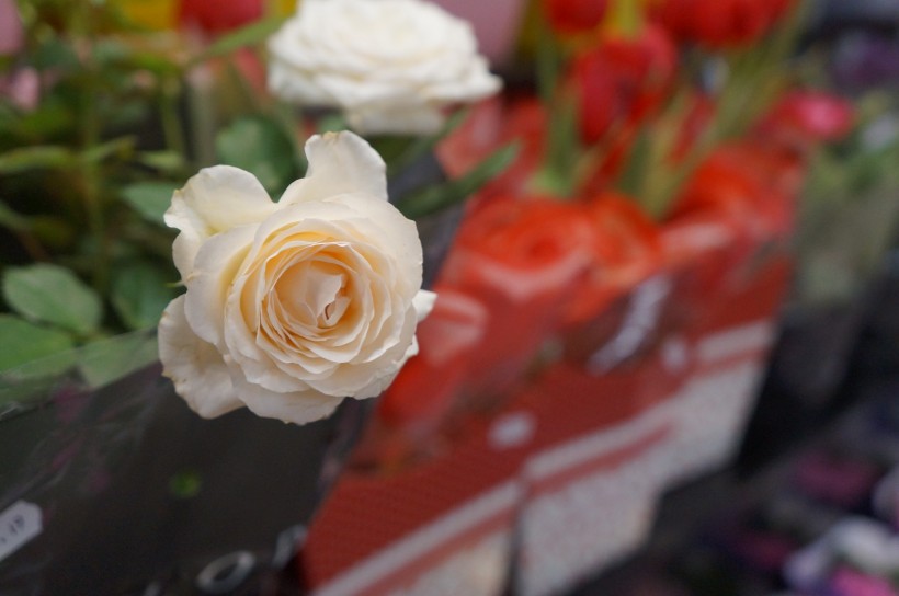 点击大图看下一张：清纯淡雅的白玫瑰图片