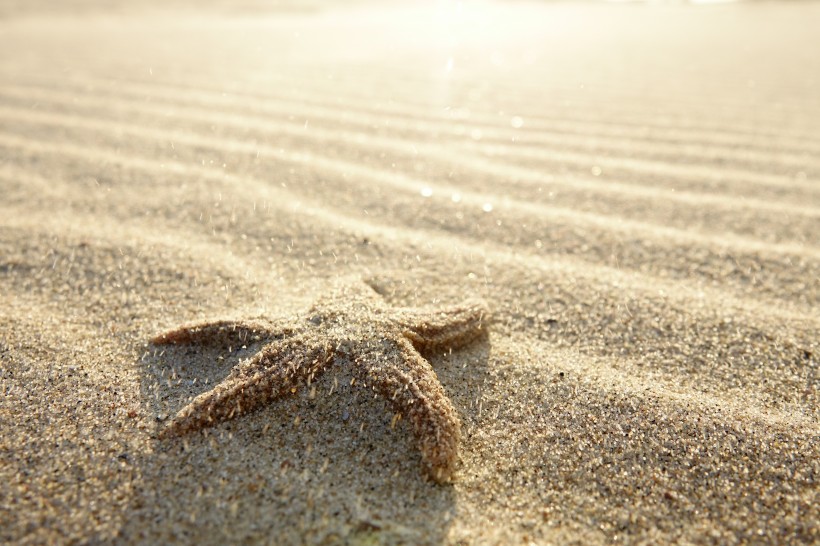 点击大图看下一张：沙滩上的海星图片