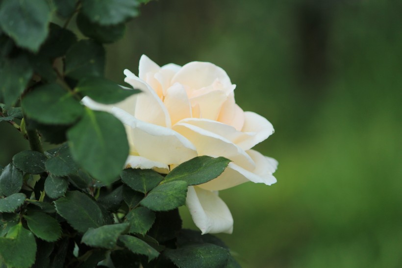 点击大图看下一张：清纯淡雅的白玫瑰图片