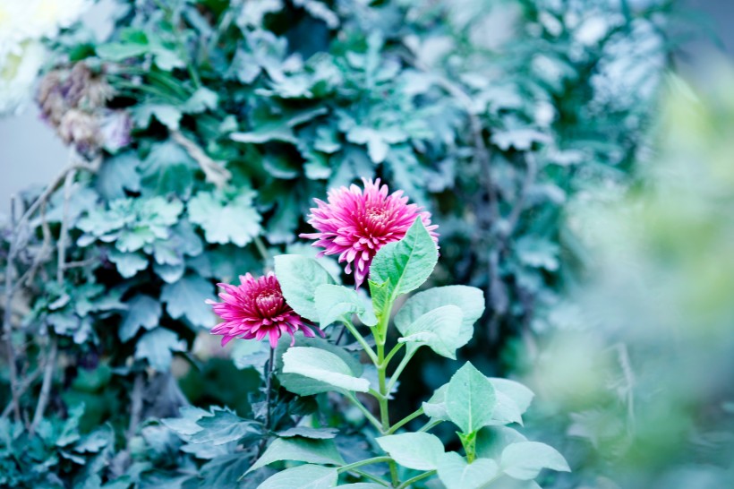 点击大图看下一张：鲜艳的菊花图片