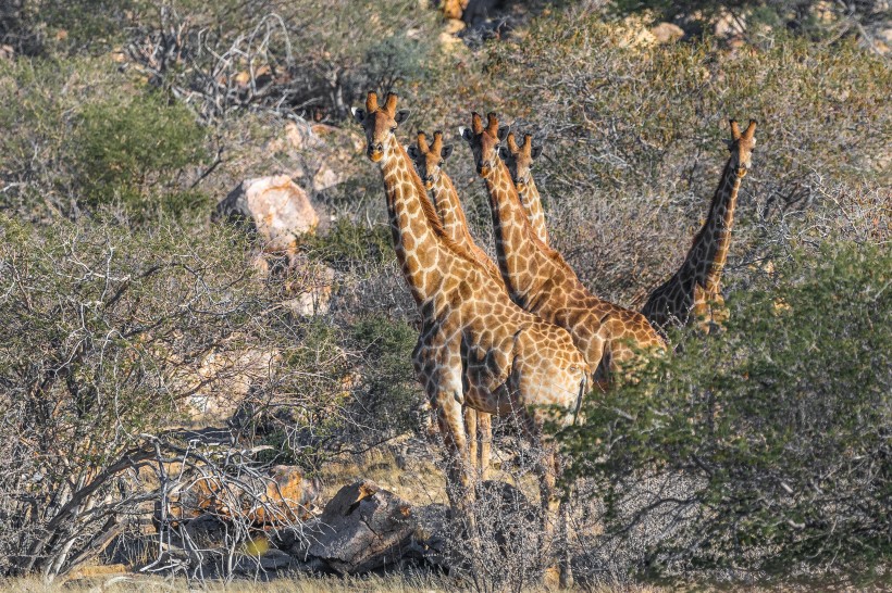 点击大图看下一张：草原上野生的长颈鹿图片