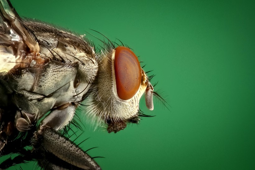 点击大图看下一张：苍蝇微距摄影图片
