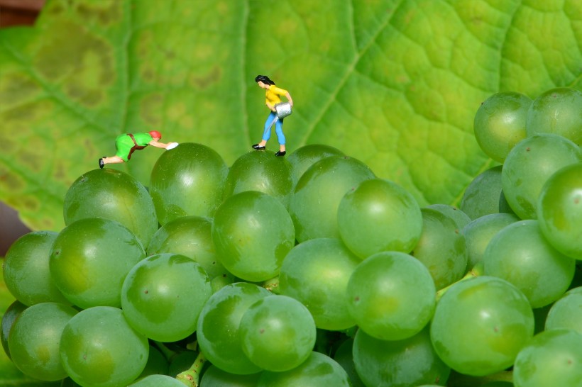 点击大图看下一张：葡萄藤上新鲜的绿葡萄图片