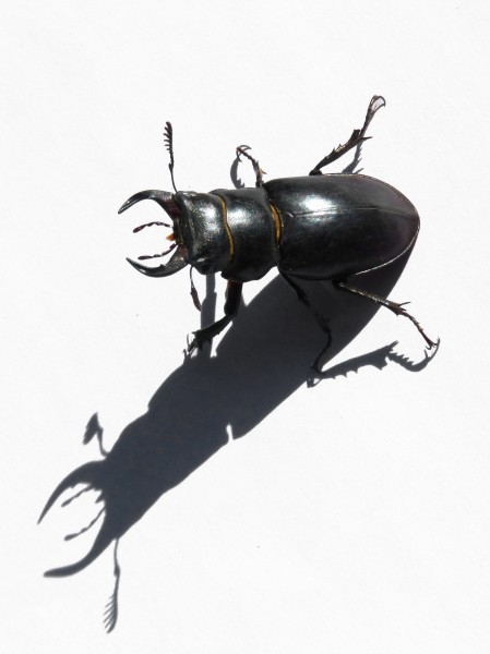 点击大图看下一张：强壮的雄鹿甲虫图片
