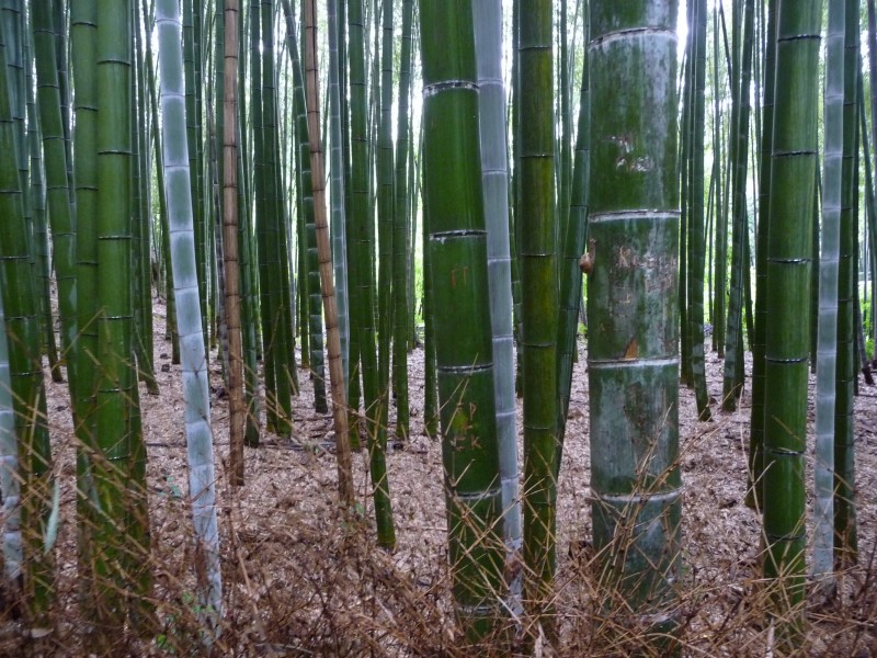 点击大图看下一张：翠绿的竹林图片