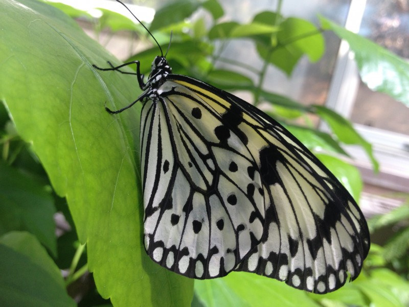 点击大图看下一张：黑色斑点的蝴蝶图片