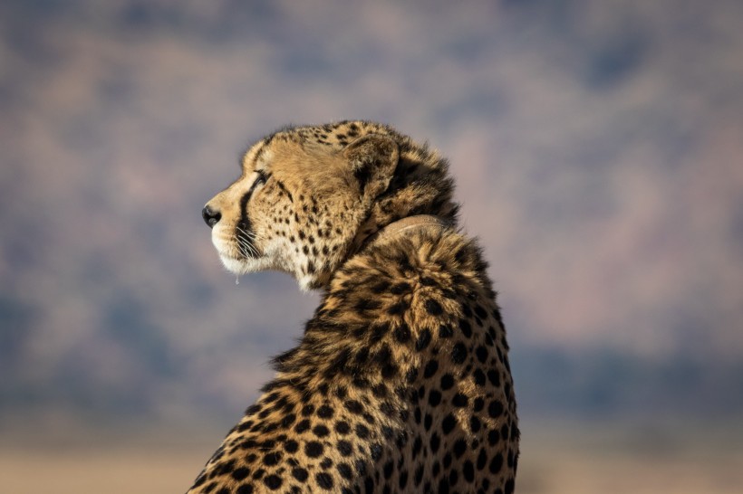 点击大图看下一张：南非猎豹图片