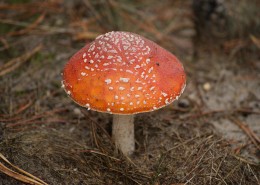 颜色鲜艳的毒蘑菇图片_13张