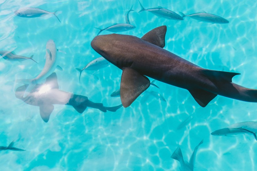 点击大图看下一张：海洋中的鲨鱼图片