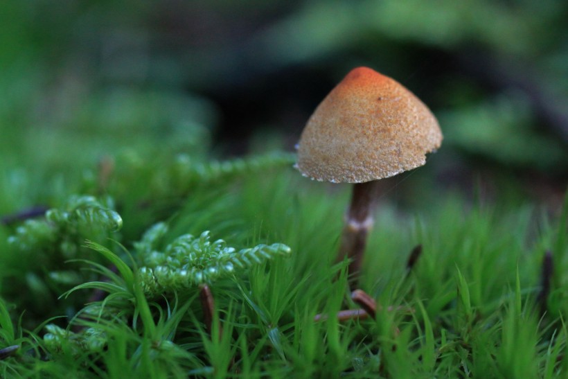 点击大图看下一张：阴凉地上的一只蘑菇图片