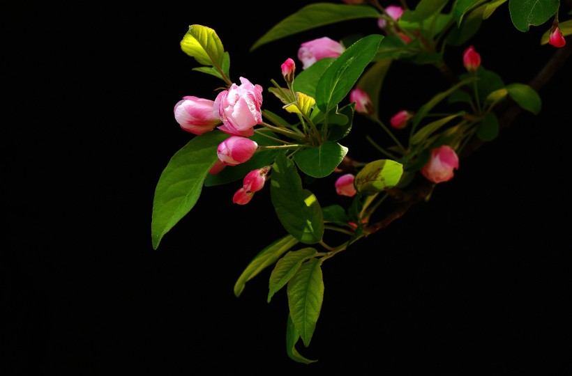 点击大图看下一张：高雅的海棠花图片