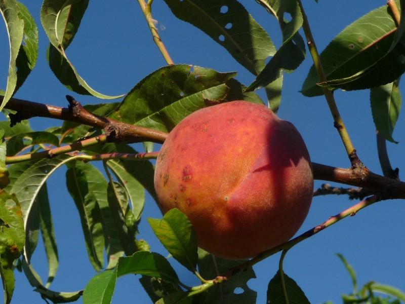 点击大图看下一张：树枝上的桃子图片