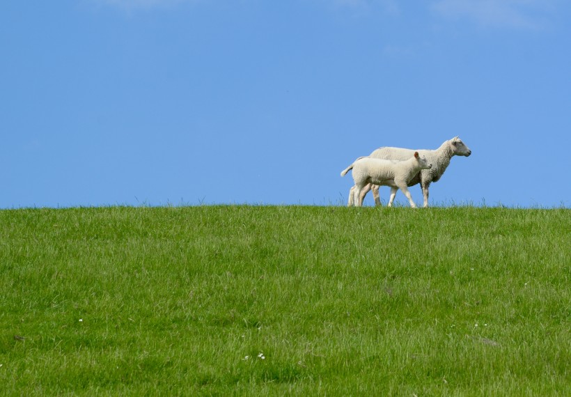 点击大图看下一张：草地上的绵羊图片