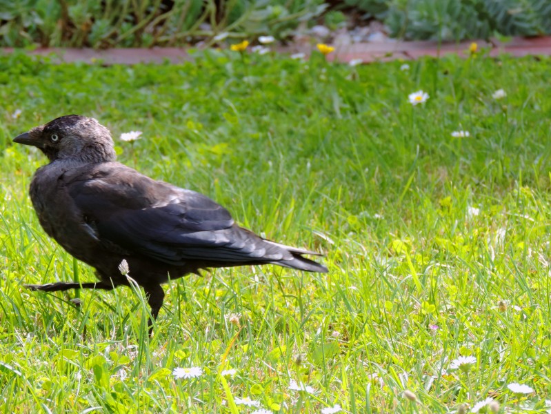 点击大图看下一张：黑色羽毛的乌鸦图片