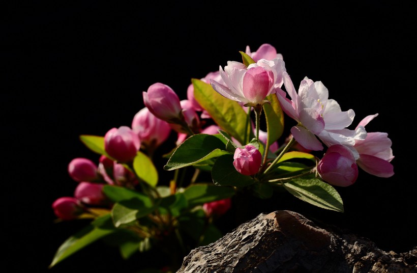 点击大图看下一张：高雅的海棠花图片