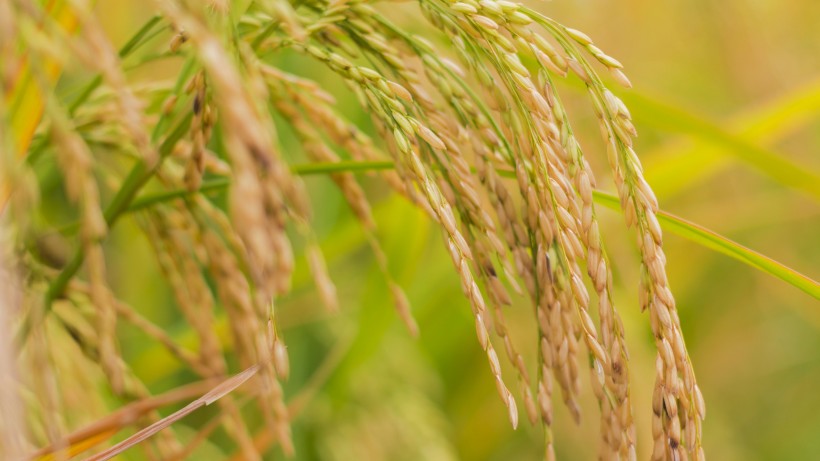 点击大图看下一张：金灿灿的水稻图片