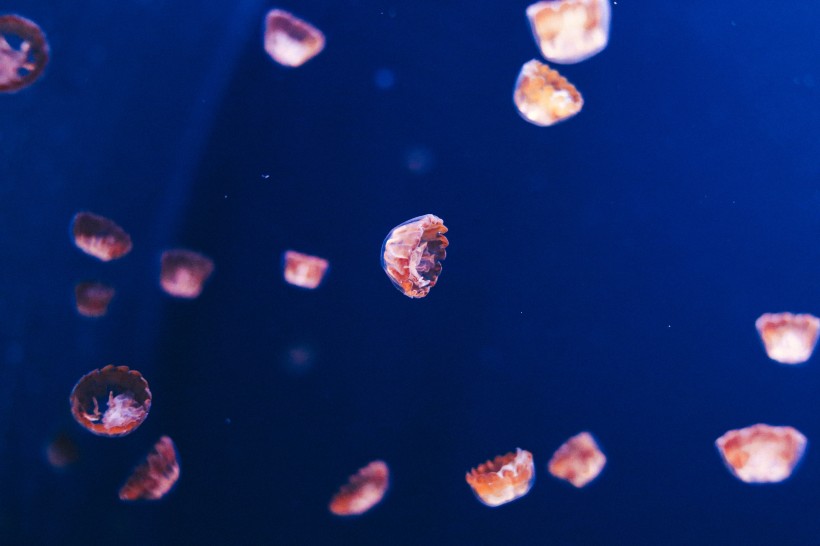 点击大图看下一张：海洋中的水母图片