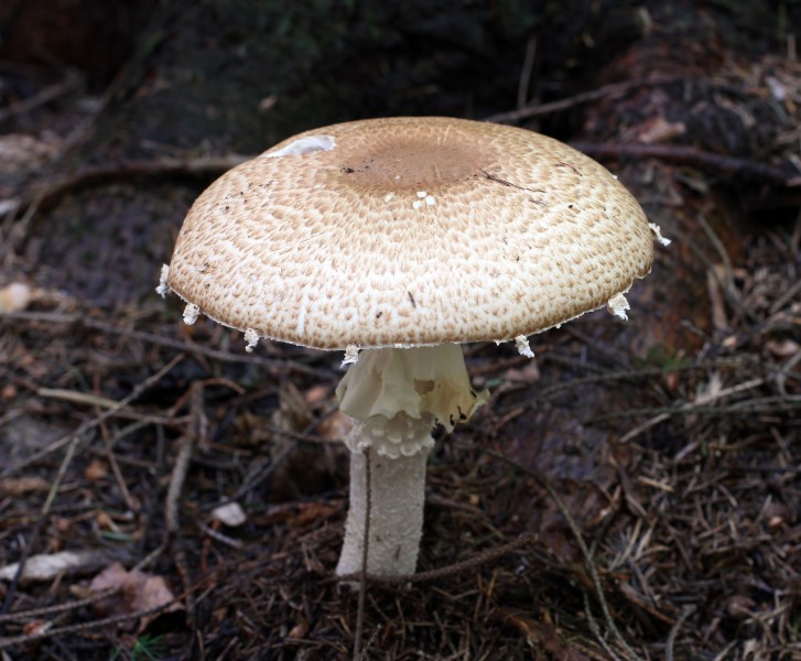 点击大图看下一张：阴凉地上的一只蘑菇图片