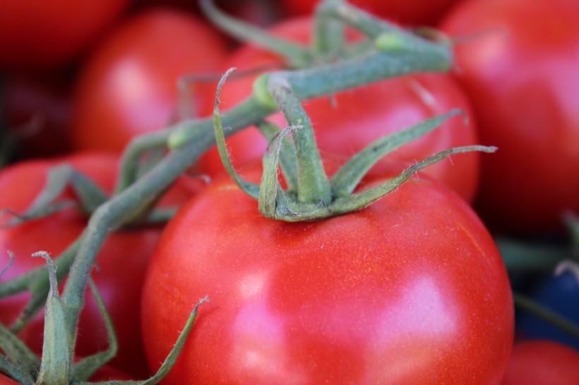 点击大图看下一张：酸甜可口的新鲜西红柿图片