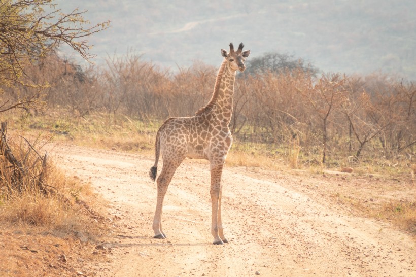 点击大图看下一张：呆萌的长颈鹿图片