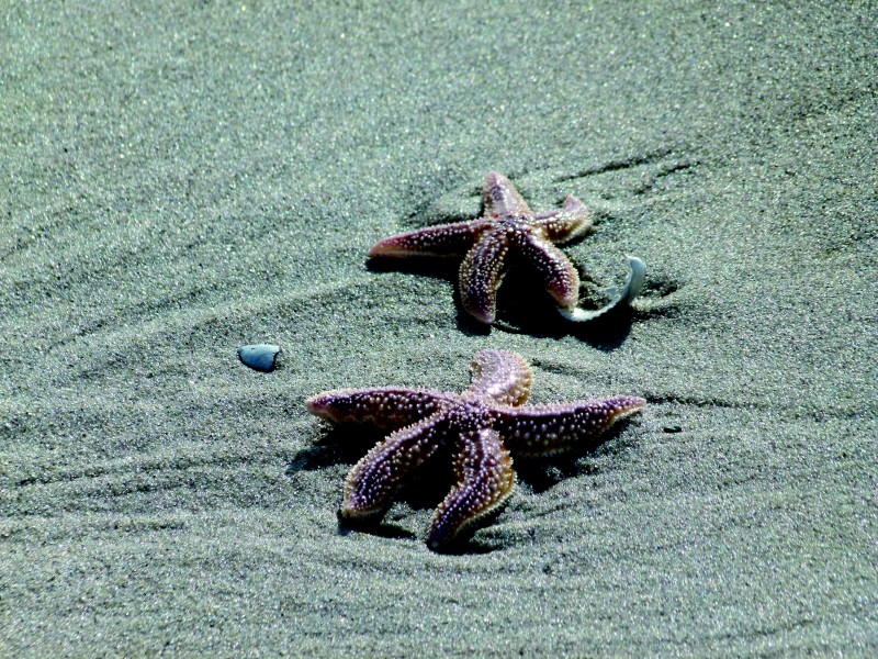 点击大图看下一张：沙滩上的海星图片
