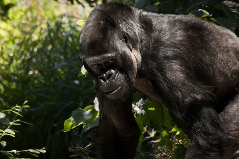点击大图看下一张：呆萌可爱的银背大猩猩图片 