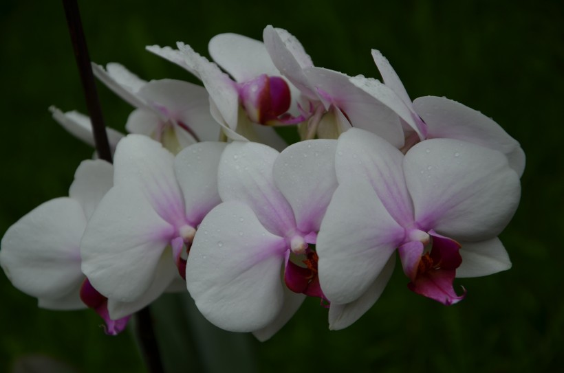 点击大图看下一张：芬芳吐艳的蝴蝶兰花图片