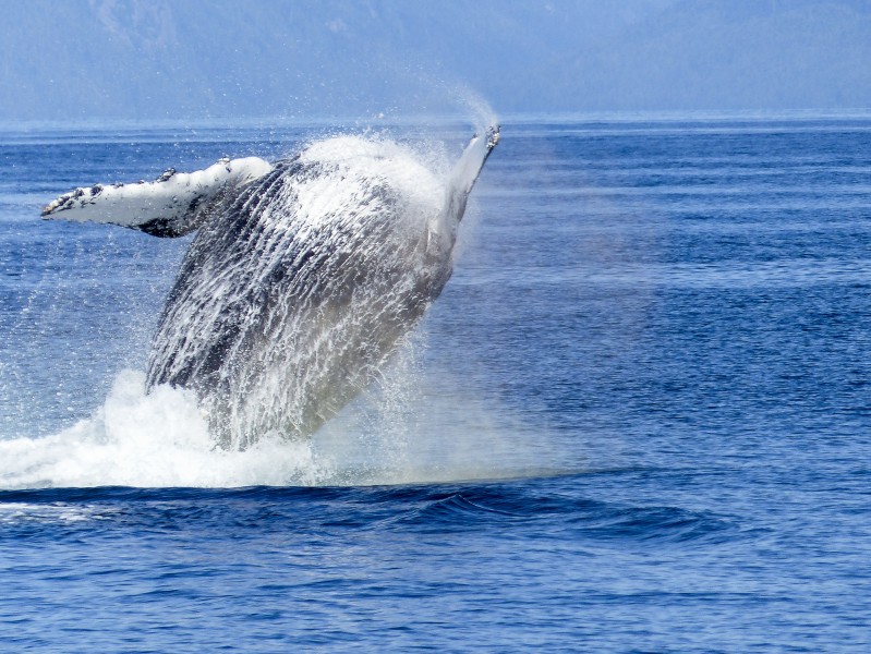 点击大图看下一张：跃出水面的鲸图片