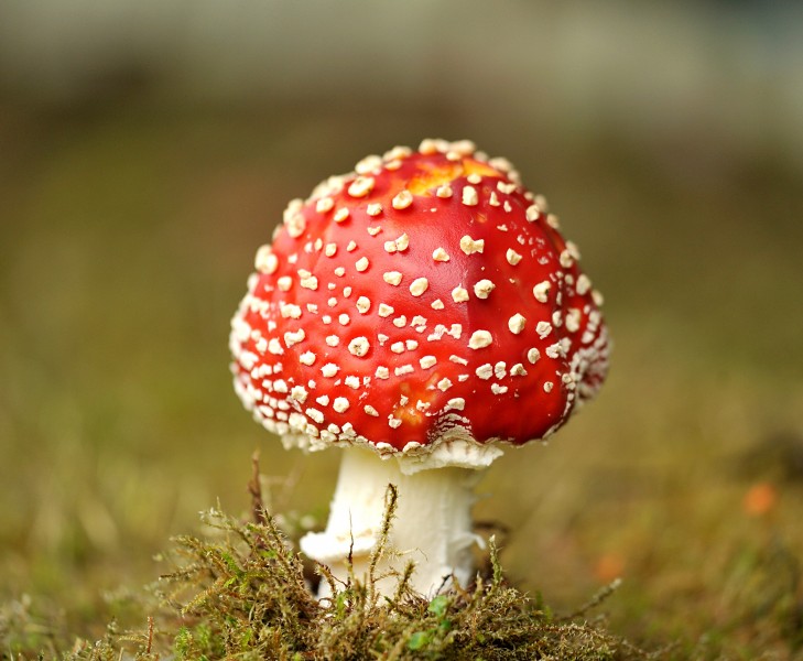 点击大图看下一张：颜色鲜艳的毒蘑菇图片