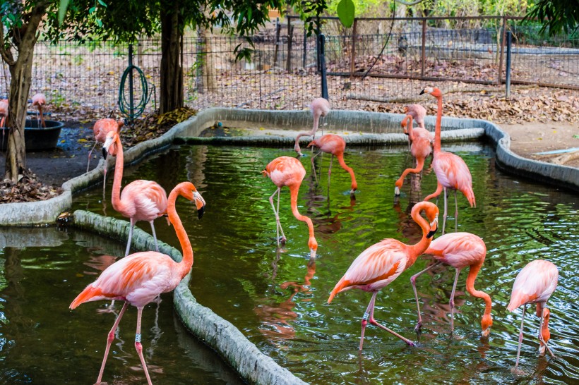 点击大图看下一张：泰国动物园图片
