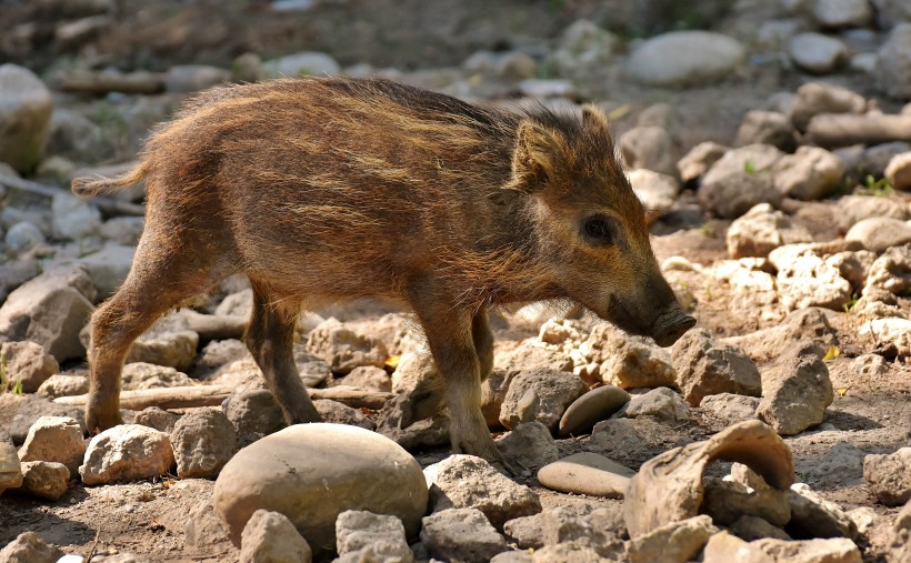 点击大图看下一张：可爱的小野猪图片