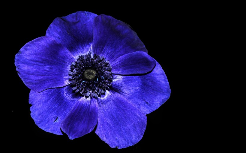 点击大图看下一张：紫色银莲花图片