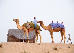 沙漠中的骆驼图片_14张