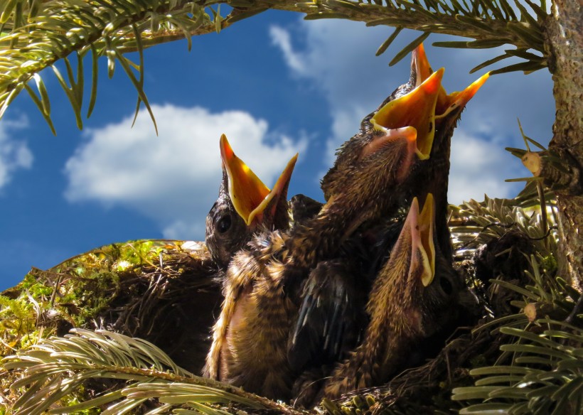 点击大图看下一张：鸟巢中嗷嗷待哺的雏鸟图片
