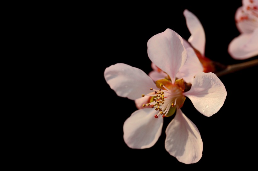 点击大图看下一张：美丽的山桃花图片