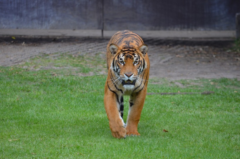 点击大图看下一张：动物园里的老虎图片