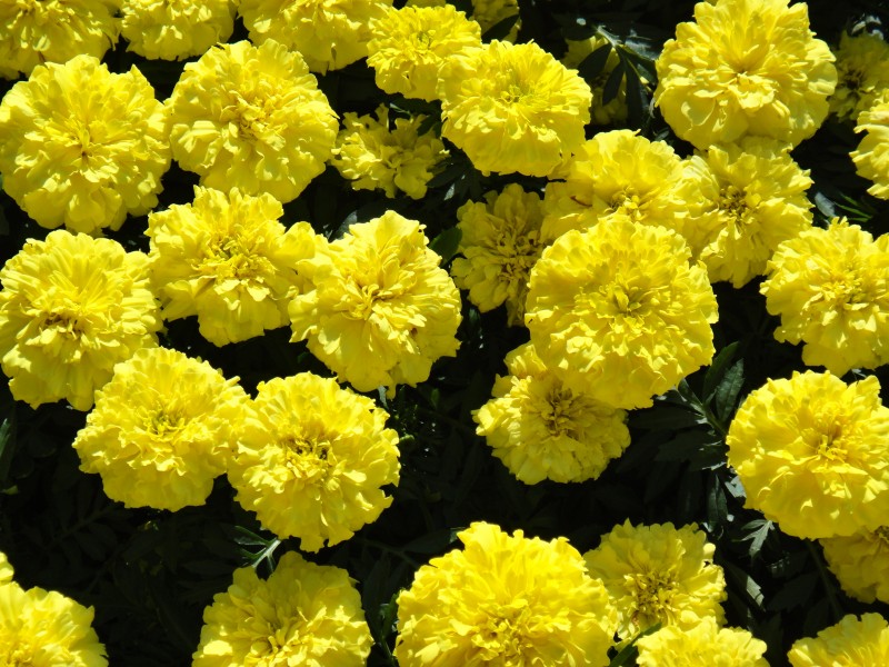 点击大图看下一张：黄色的万寿菊图片