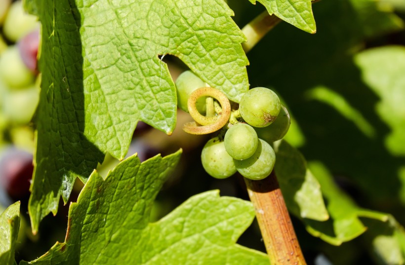 点击大图看下一张：葡萄藤上新鲜的绿葡萄图片