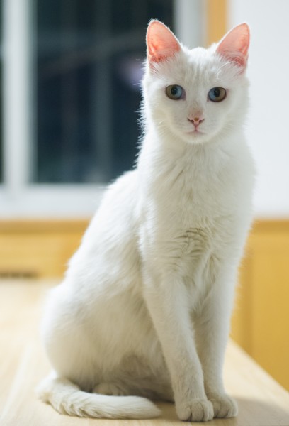 点击大图看下一张：纯白的猫咪图片