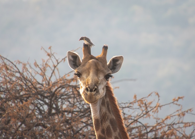 点击大图看下一张：呆萌的长颈鹿图片