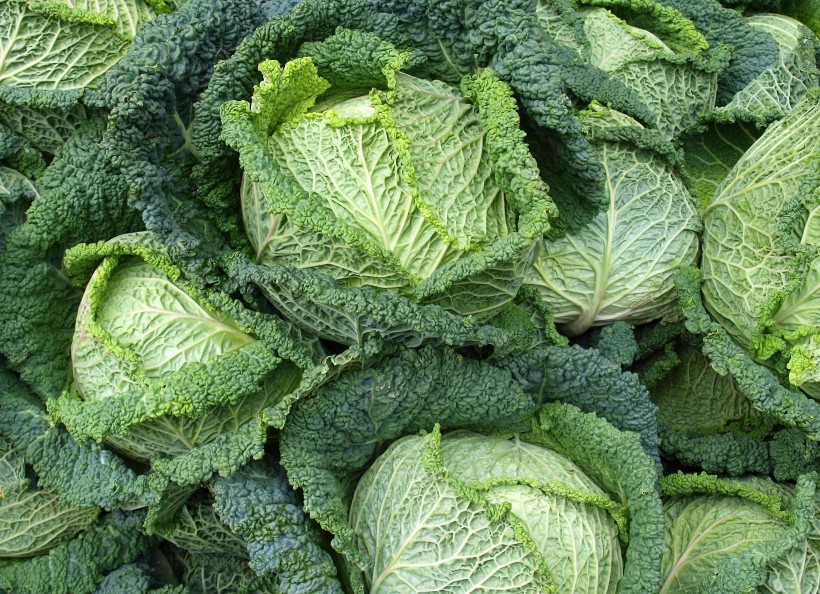 点击大图看下一张：绿色健康的卷心菜图片