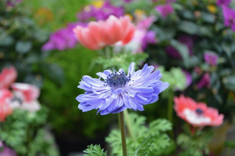 点击大图看下一张:紫色日本银莲花图片