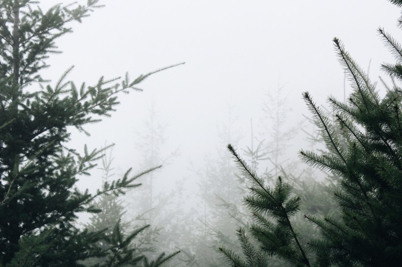 点击大图看下一张：雾天的森林图片