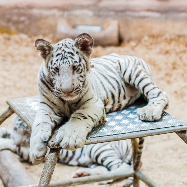 点击大图看下一张：泰国动物园图片